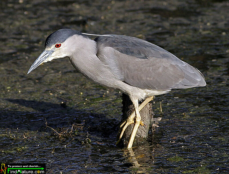 Black-crowned Night Heron