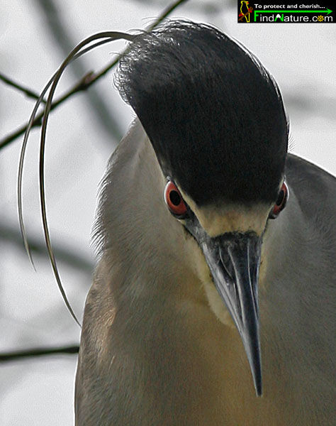 Black-crowned Night Heronadult