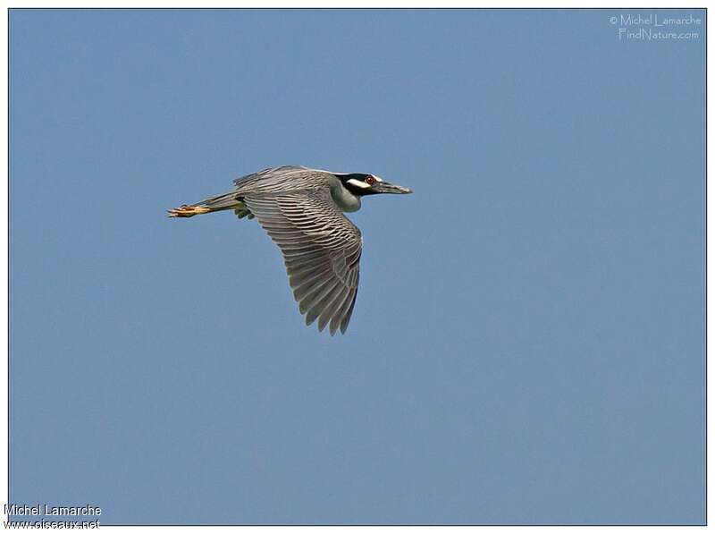 Yellow-crowned Night Heronadult, Flight