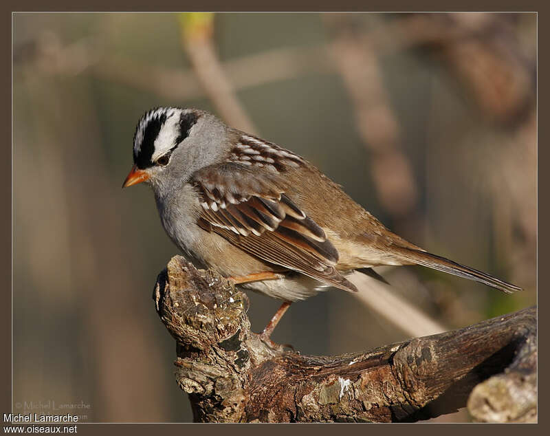 Bruant à couronne blancheadulte, identification