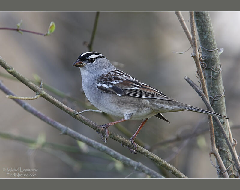 Bruant à couronne blanche