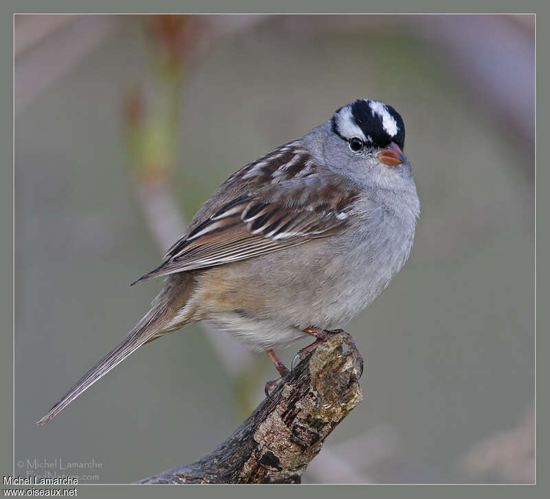 Bruant à couronne blancheadulte nuptial, pigmentation