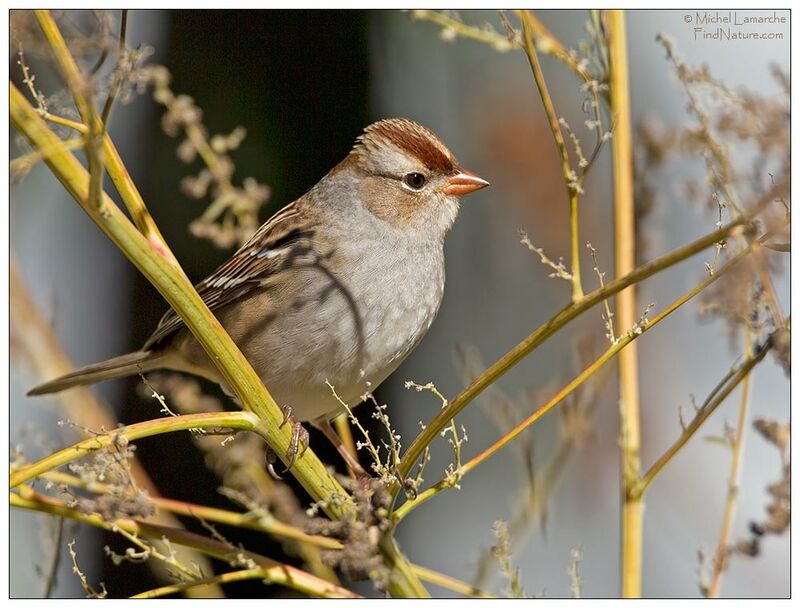 White-crowned Sparrowimmature