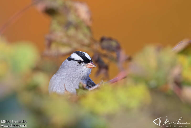 Bruant à couronne blancheadulte, portrait