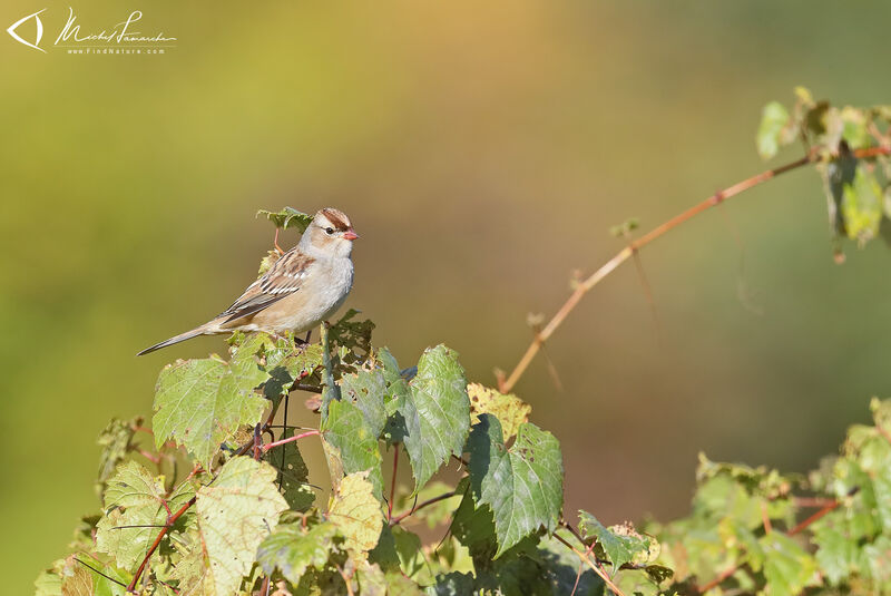 White-crowned Sparrow