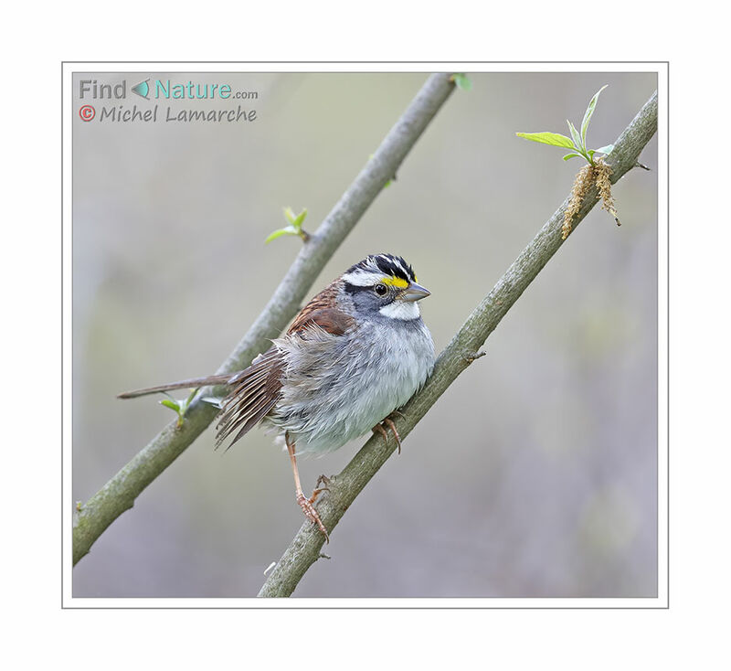 White-throated Sparrow