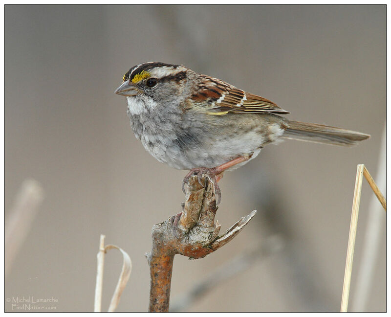 White-throated Sparrow