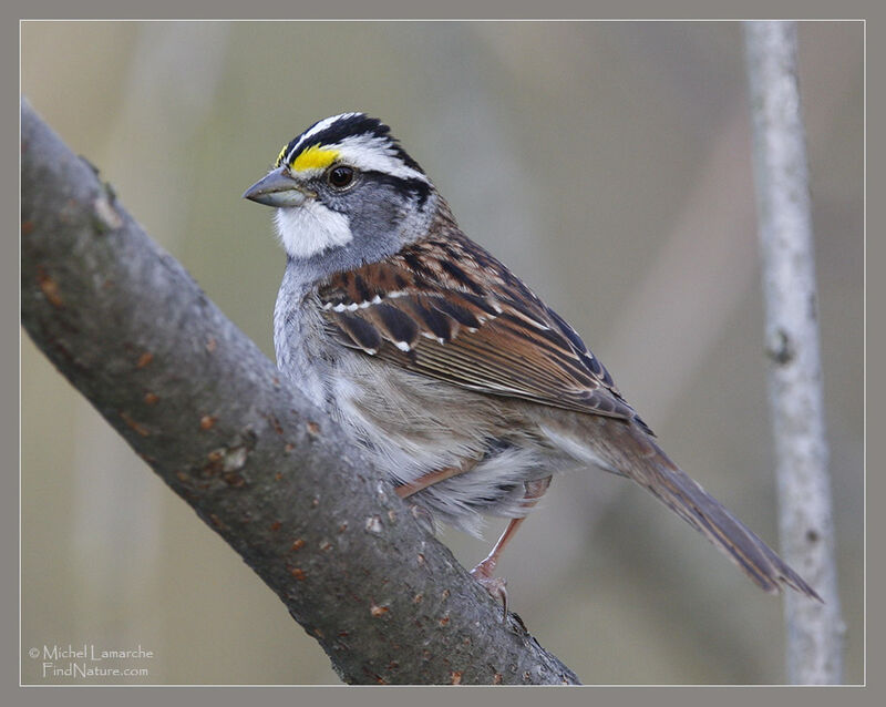 White-throated Sparrow