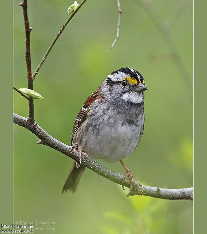 White-throated Sparrowadult, pigmentation, Behaviour