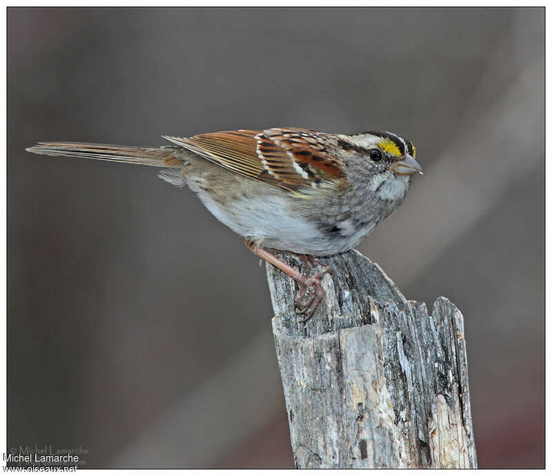 White-throated Sparrowadult breeding, identification