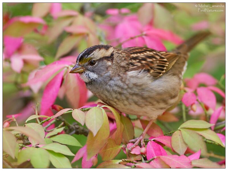 White-throated Sparrow