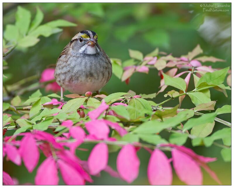 White-throated Sparrow