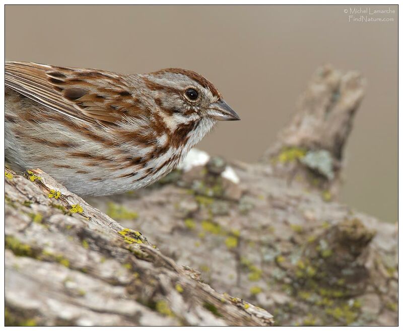 Song Sparrow