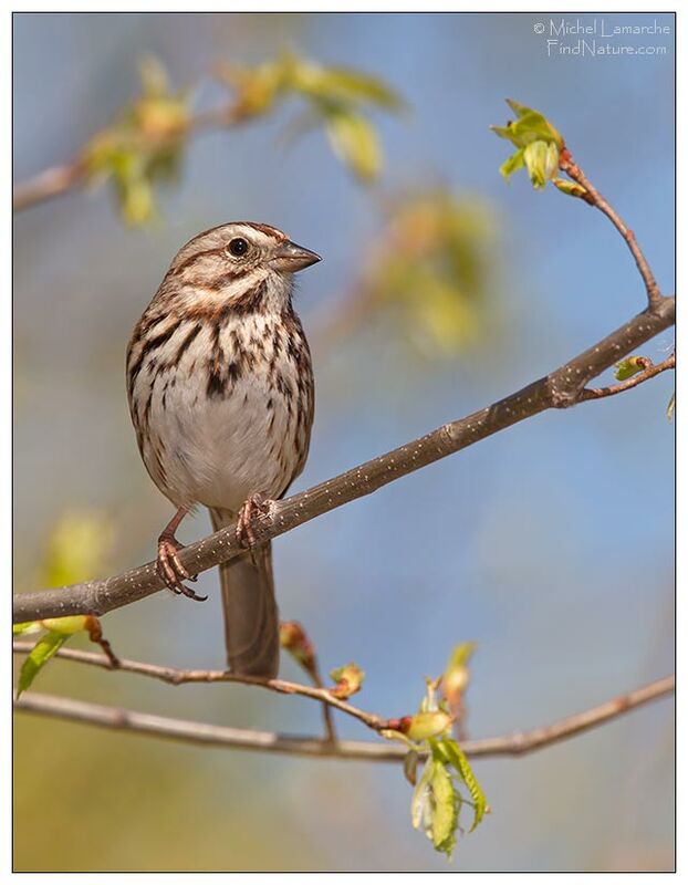 Song Sparrow