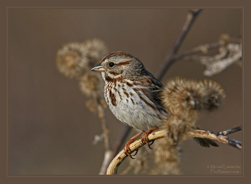 Bruant chanteur, identification