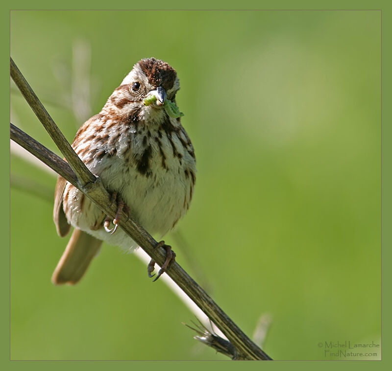 Song Sparrow