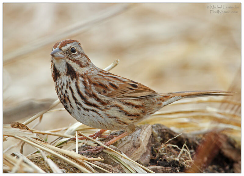 Song Sparrow