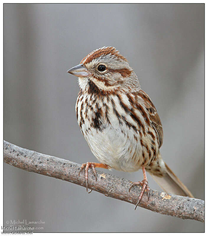 Song Sparrowadult, close-up portrait