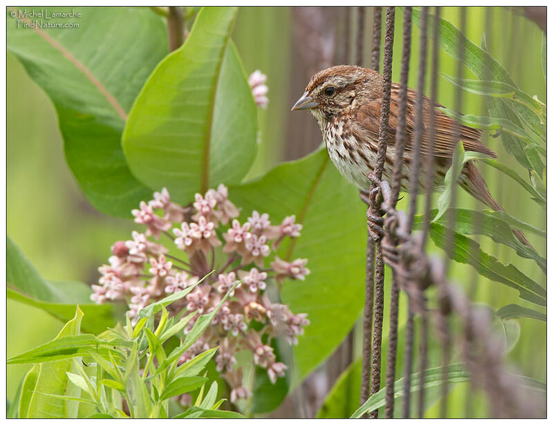 Song Sparrow