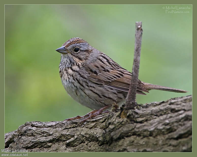 Lincoln's Sparrowadult, pigmentation