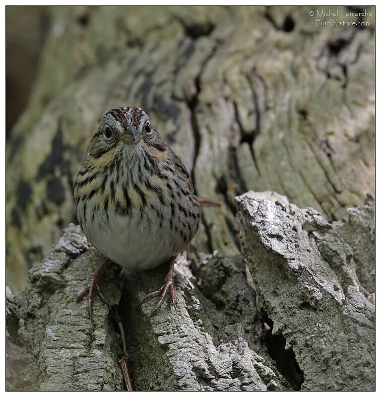 Lincoln's Sparrow