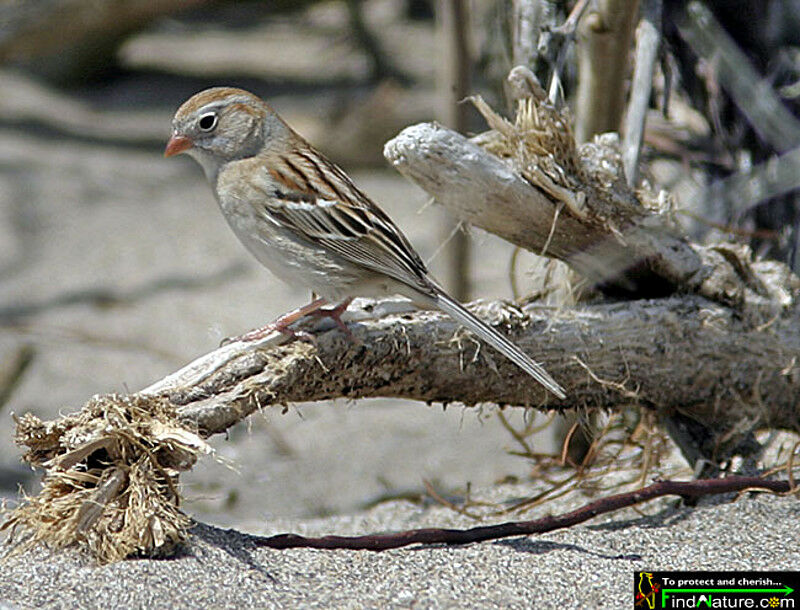 Field Sparrow