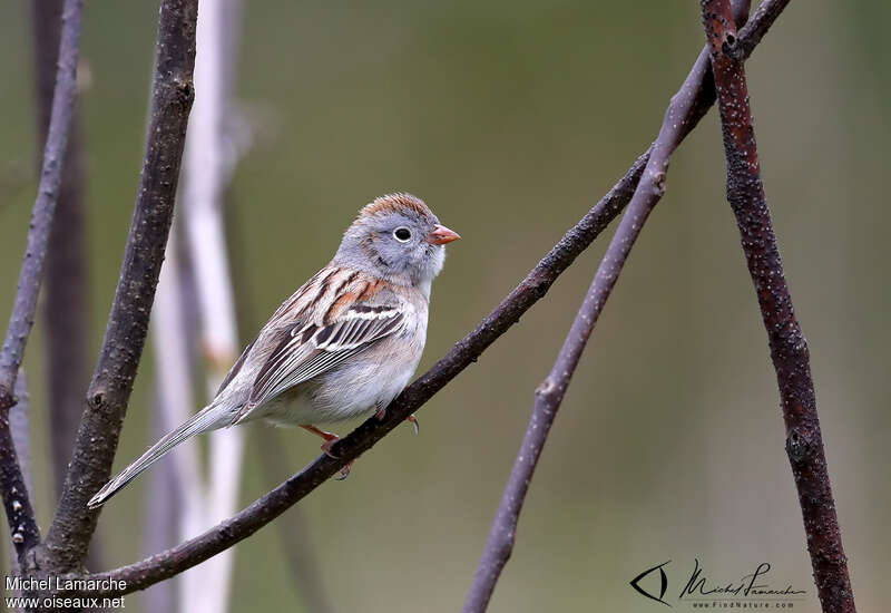 Bruant des champsadulte, identification