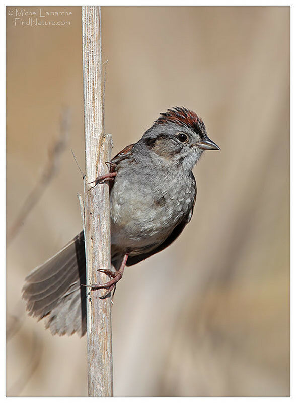 Swamp Sparrow