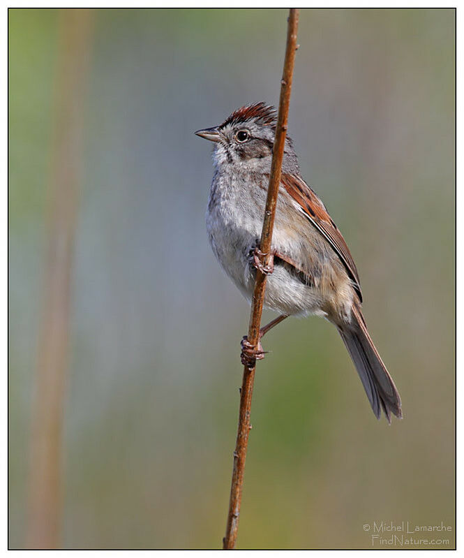 Swamp Sparrow