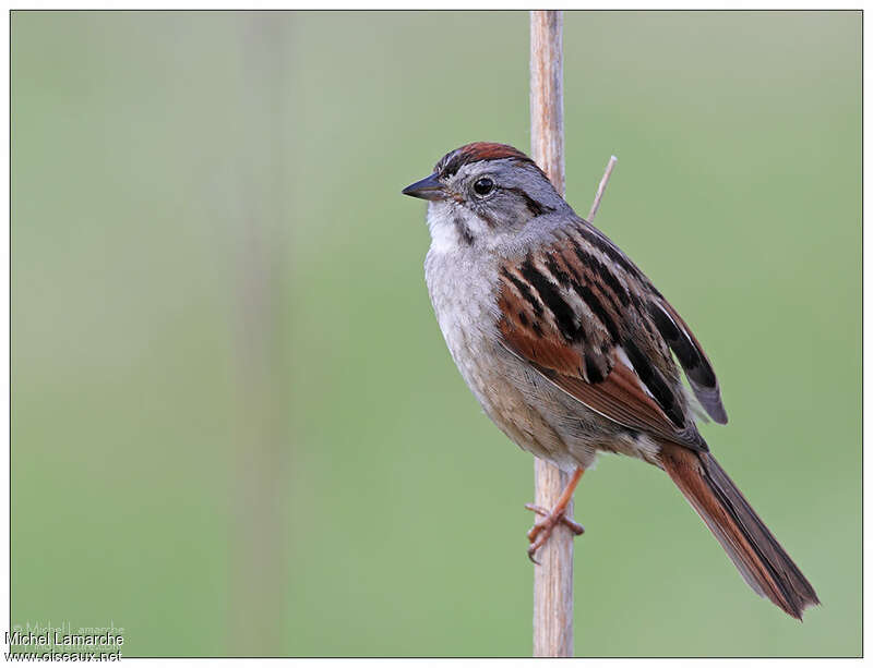 Swamp Sparrow male adult, identification