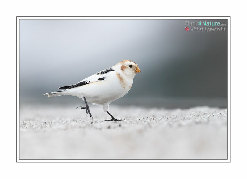 Snow Bunting