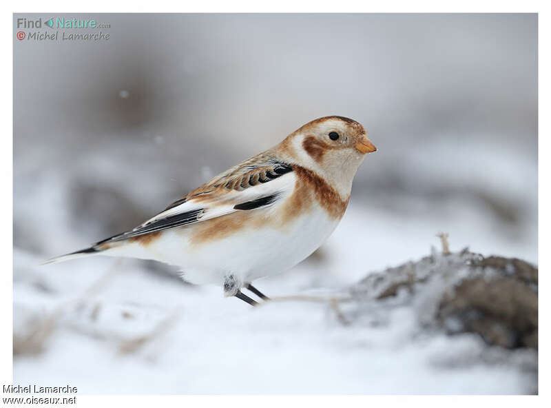 Snow Bunting male adult post breeding, pigmentation