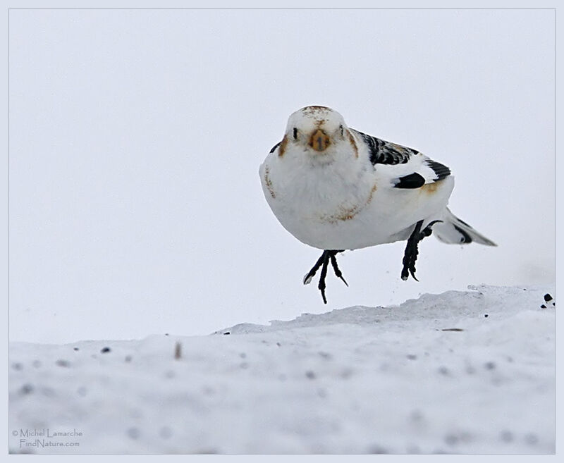 Bruant des neiges