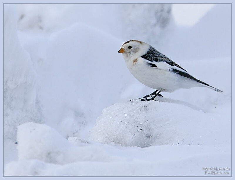 Bruant des neiges