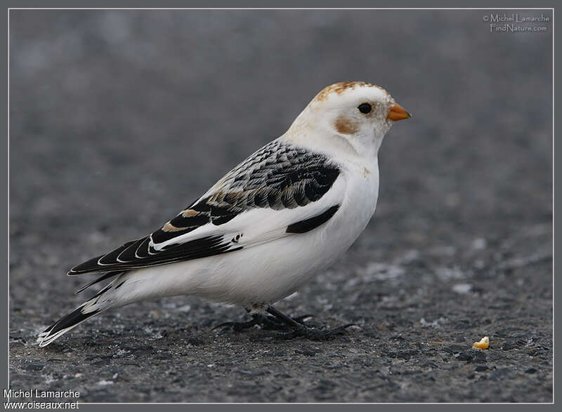 Snow Bunting male adult post breeding, identification