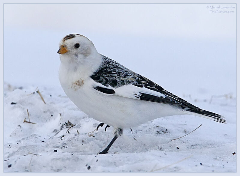 Snow Bunting