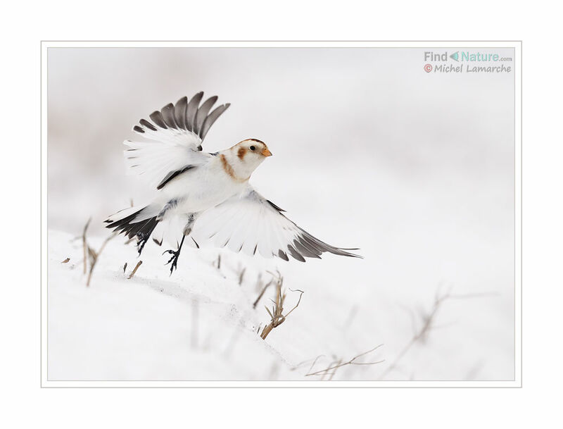 Snow Bunting