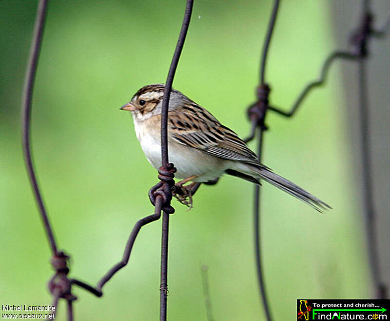 Clay-colored Sparrow