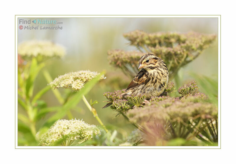 Savannah Sparrow