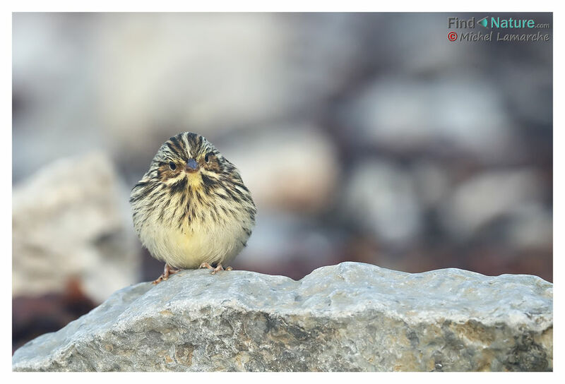 Savannah Sparrow