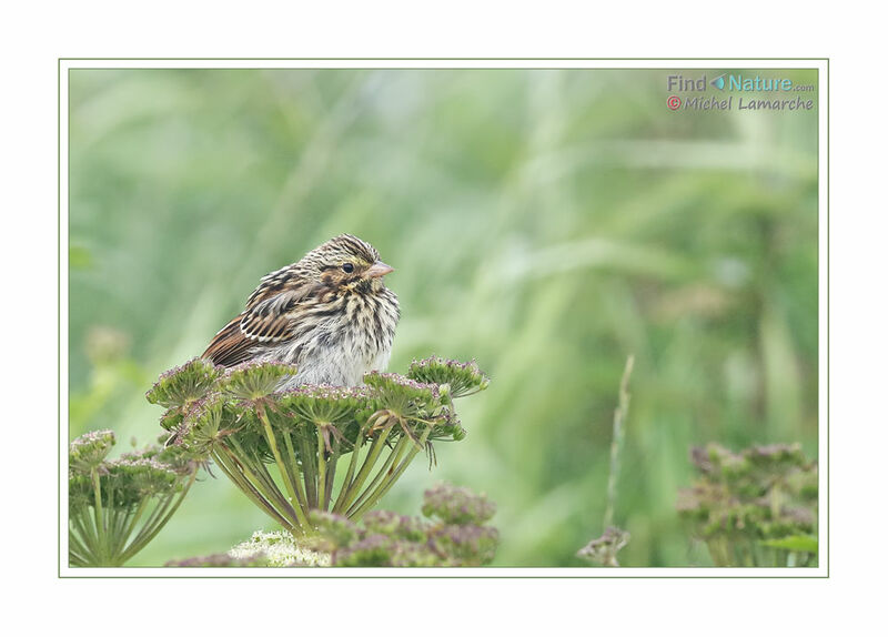 Savannah Sparrow