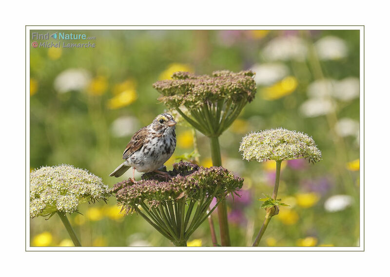 Savannah Sparrow