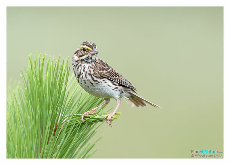 Savannah Sparrow