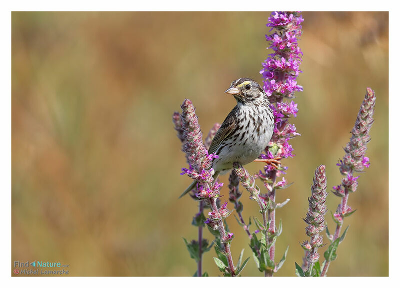 Savannah Sparrow