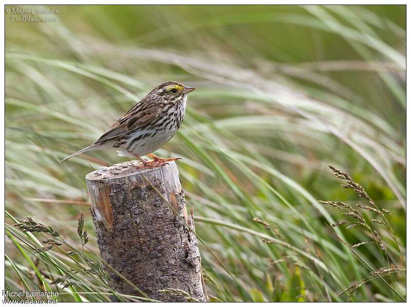 Savannah Sparrowadult breeding, habitat