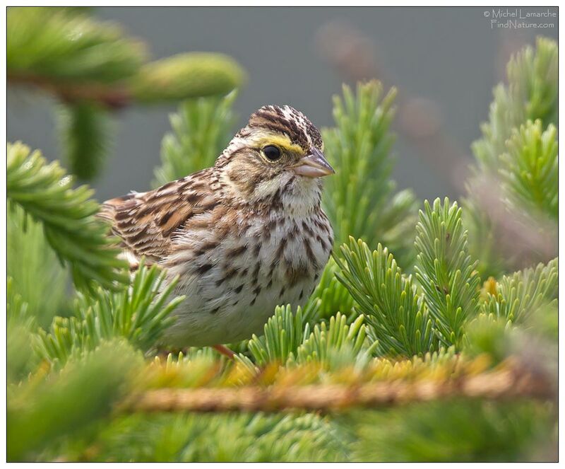 Bruant des prés , identification