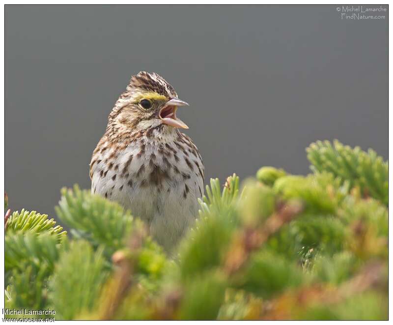 Savannah Sparrow male adult, close-up portrait, song