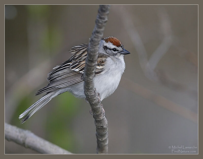 Chipping Sparrow