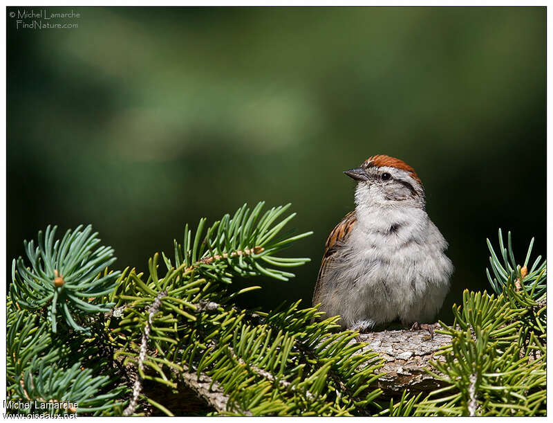 Chipping Sparrowadult, close-up portrait