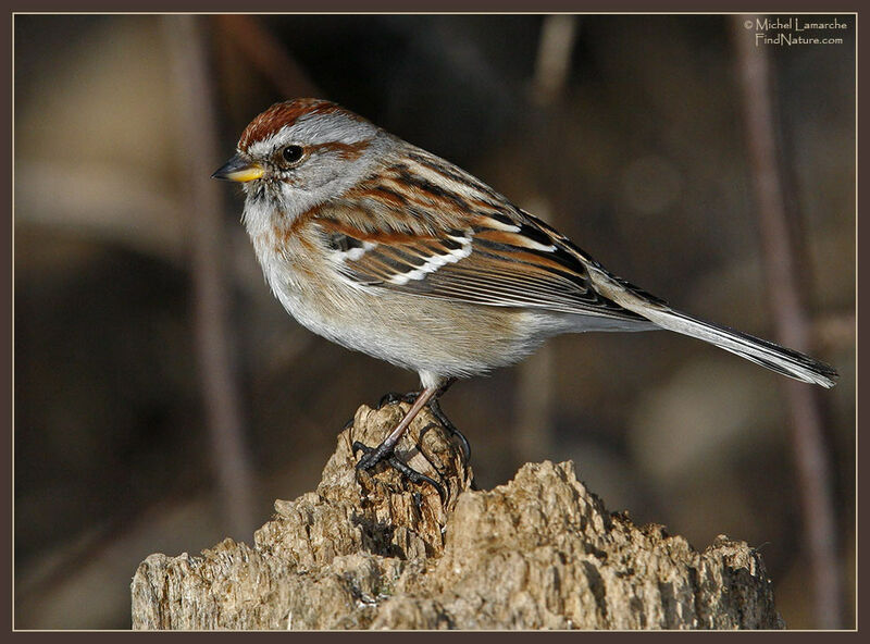 American Tree Sparrow